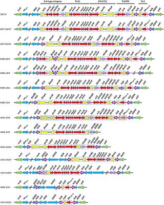 Genomic Analysis of Ciprofloxacin-Resistant Salmonella enterica Serovar Kentucky ST198 From Spanish Hospitals